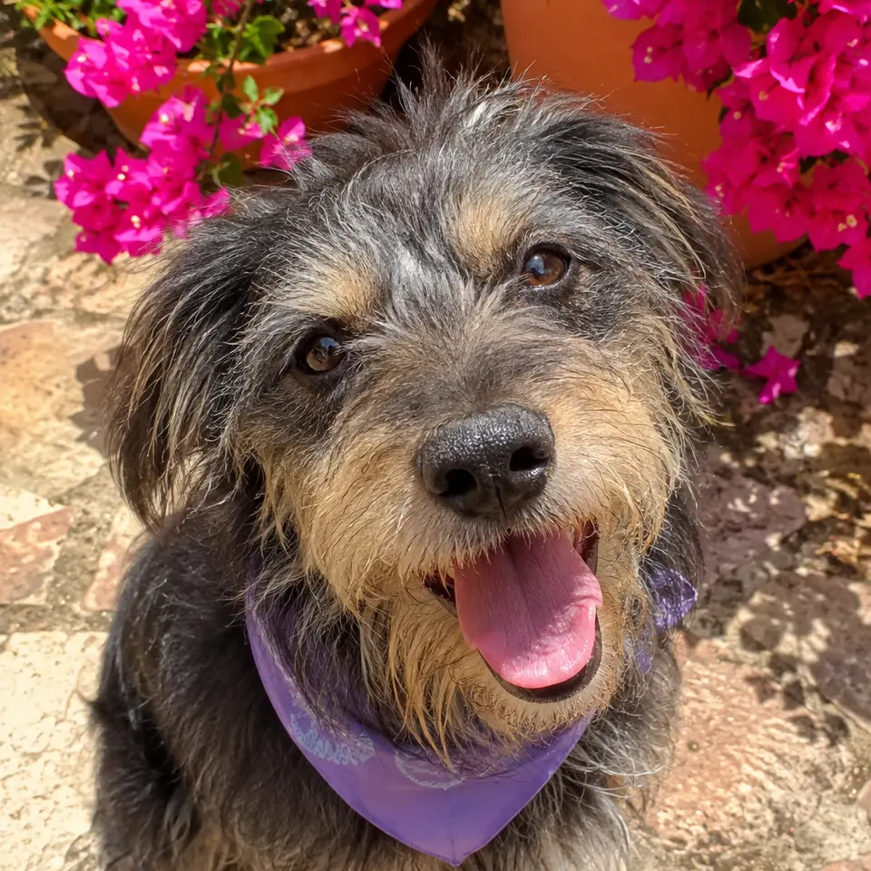 Un perro con pañuelo morado en el patio